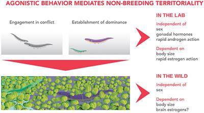 A Teleost Fish Model to Understand Hormonal Mechanisms of Non-breeding Territorial Behavior